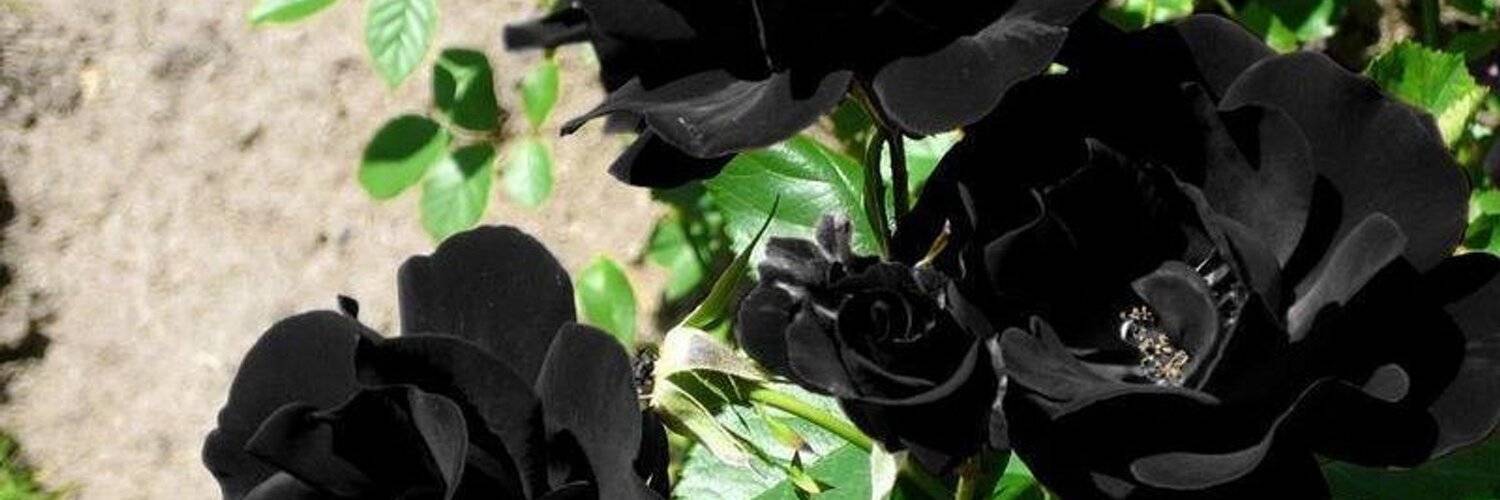 Роза плетистая черная королева отзывы + фото