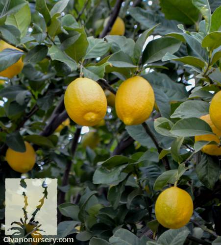 Комнатные сорта лимона: характеристики, вкус плодов, фото, описание
