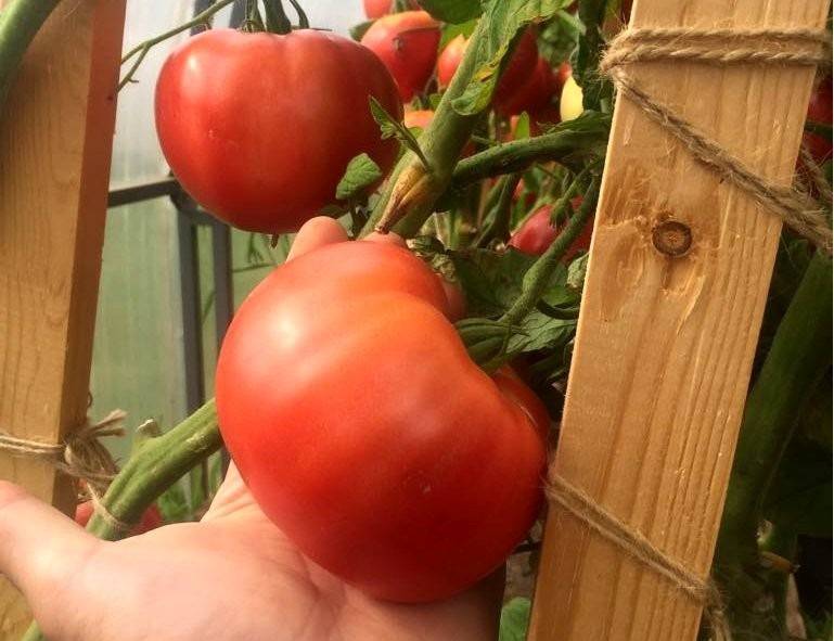 Томат бабушкина гордость f1: характеристика и описание сорта, отзывы об урожайности помидоров и фото