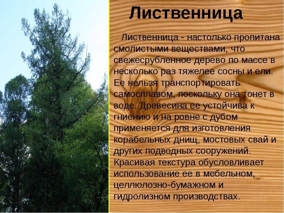 Сибирская лиственница: фото и описание