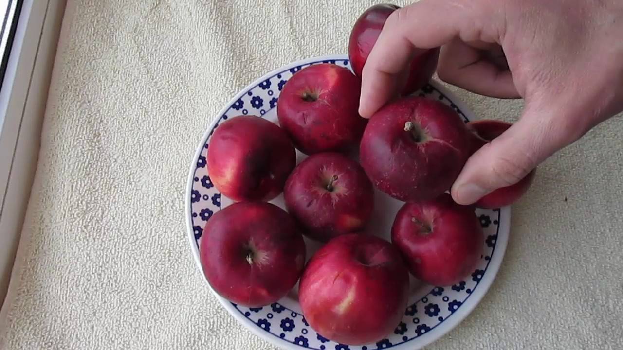 Эти яблоки любят во всем мире — сорт джонатан