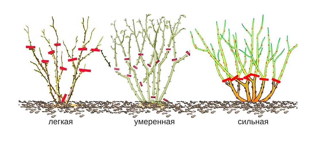 Обрезка плетистой розы весной для начинающих схема