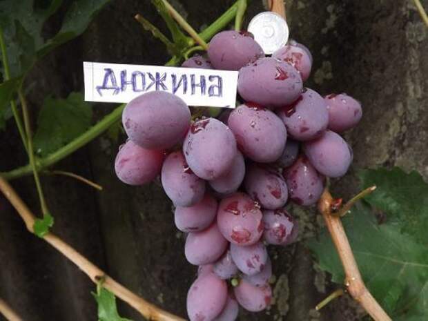 Виноград «дюжина»: описание сорта, фото и отзывы. основные его плюсы и минусы, срок хранения урожая, характеристики и особенности выращивания в регионах