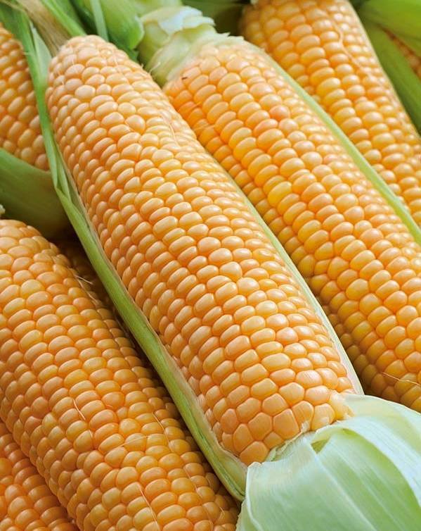 Сорта кукурузы: самые лучшие сахарные