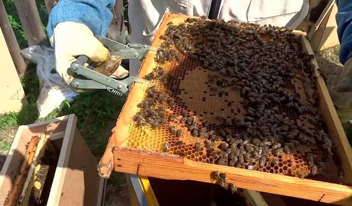 Нуклеусы для пчел от а до я: предназначение, как сделать самому