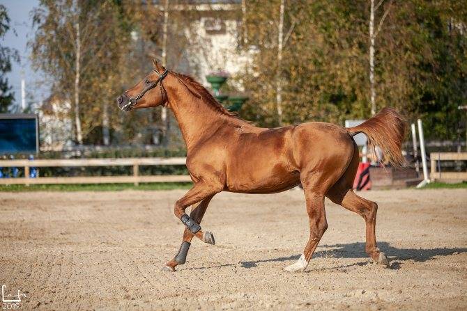 Будённовская порода лошадей: характеристика, типы, использование
