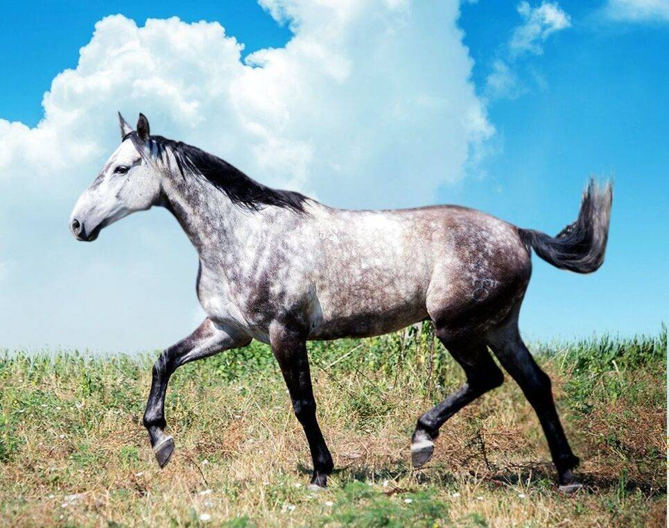 Кабардинская порода лошадей: история, описание, фото