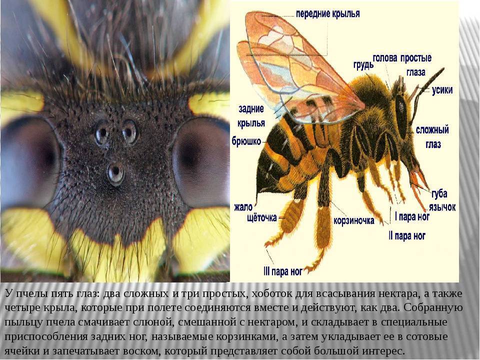 Сколько лап у пчелы. Глаза пчелы строение. Пять глаз у пчелы. Строение сложного глаза пчелы. Расположение глаз у пчелы.