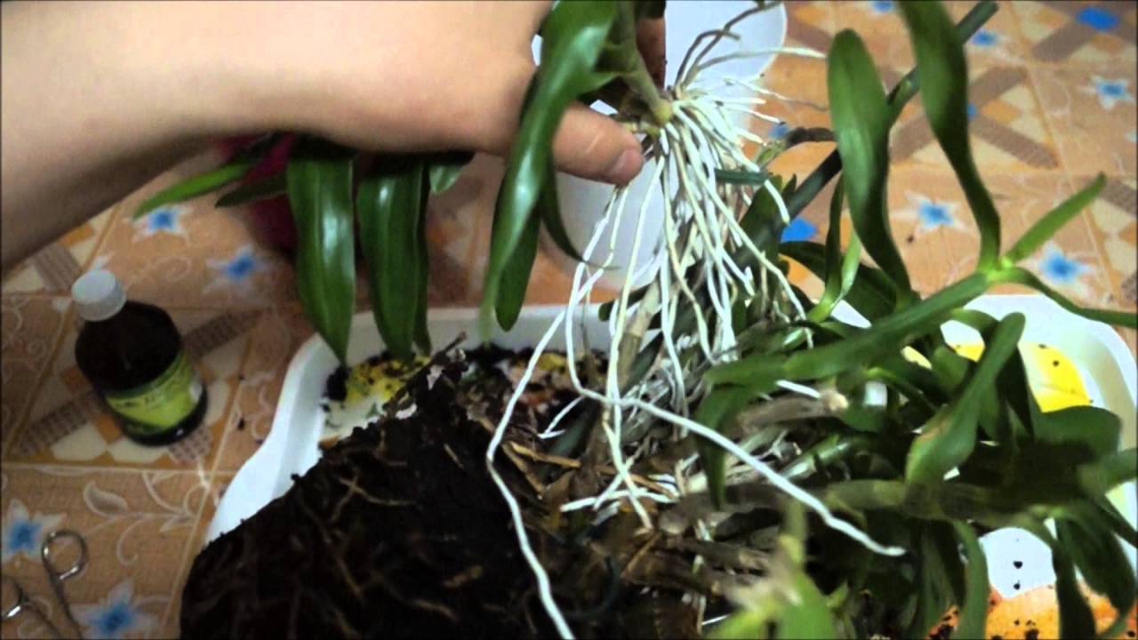 Дендробиум пересадка в домашних условиях. Орхидея Дендробиум Нобиле размножение. Орхидея Дендробиум Нобиле пересадка. Орхидея Дендробиум посадка. Детка на орхидее Дендробиум Нобиле.