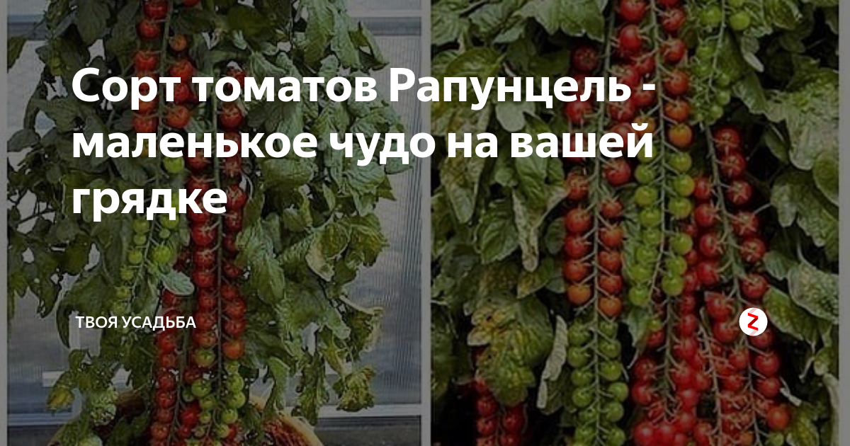 Томат рапунцель - фото, урожайность, отзывы огородников