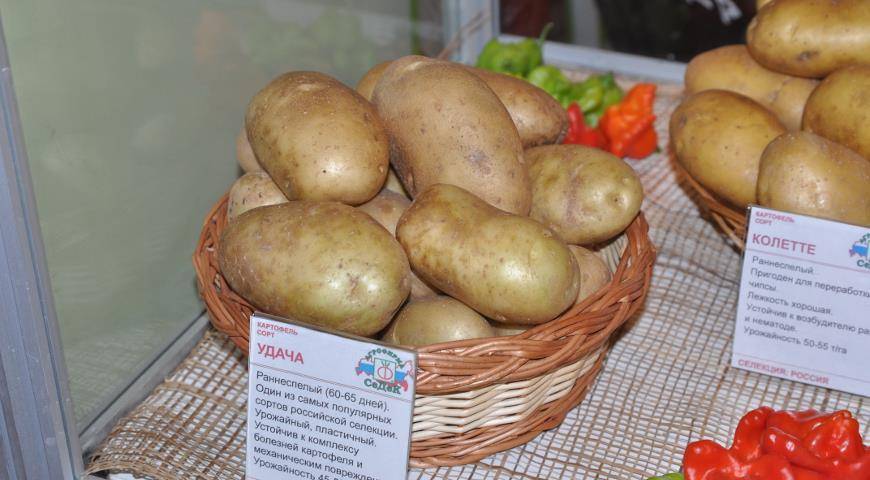 Описание и характеристики сорта картофеля журавинка, посадка и уход