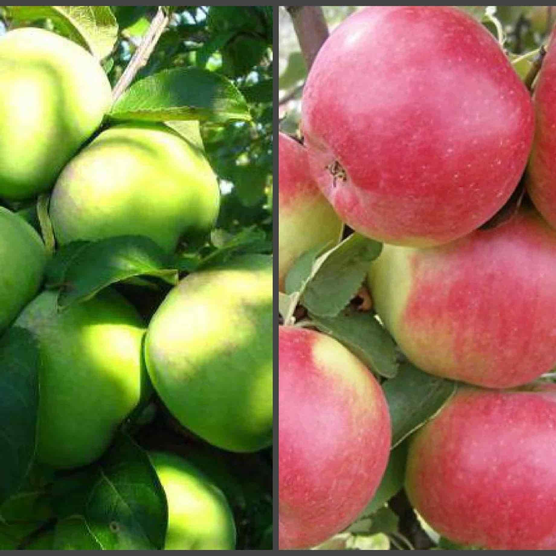 Яблоня мартовское фото