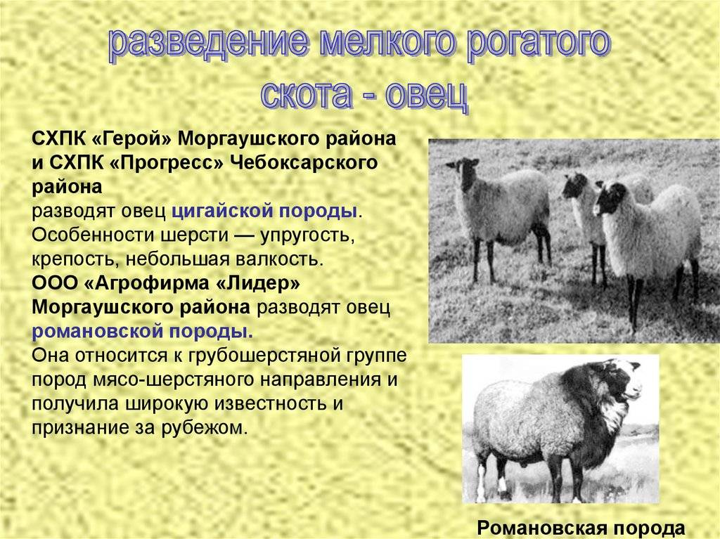 Каких животных разводят в московской области. Цигайская порода овец характеристика. Романовская порода овец характеристика. Романовская порода овец 3d. Презентация по животноводству.