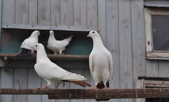 Ижевские голуби: породные признаки и стандарты, разведение, фото и видео