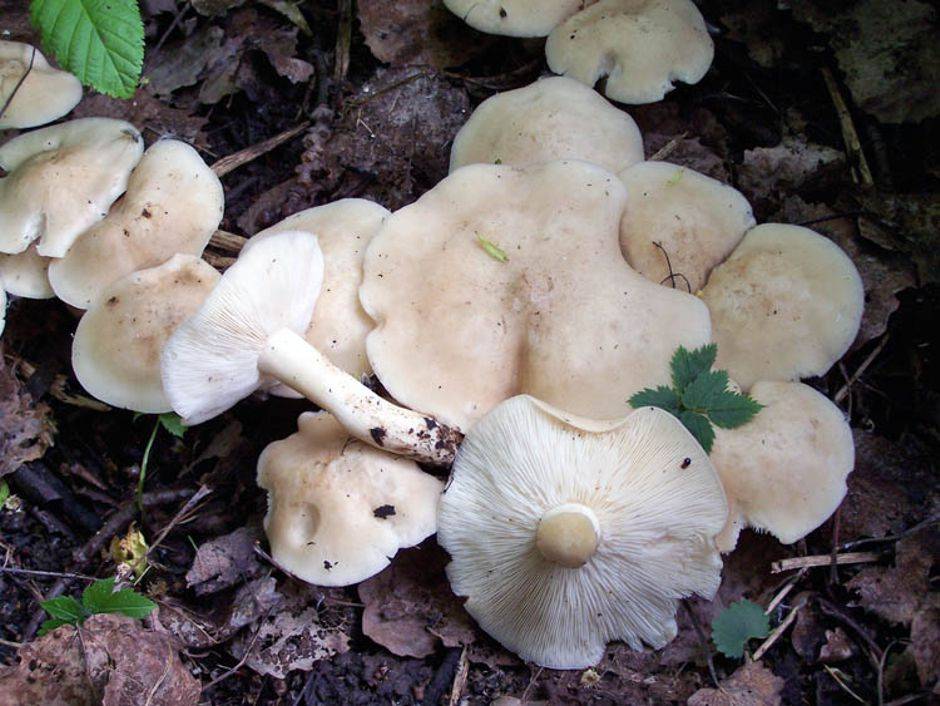 Гриб рядовка майская: фото и описание, как определить съедобный гриб, места распространения