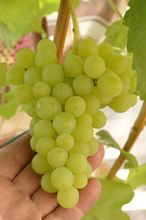 Сорт винограда триумф: что нужно знать о нем, описание сорта, отзывы