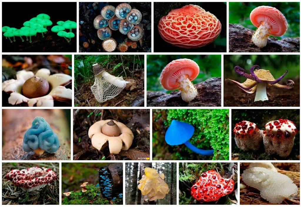 25 самых необычных грибов - удивительный мир животных