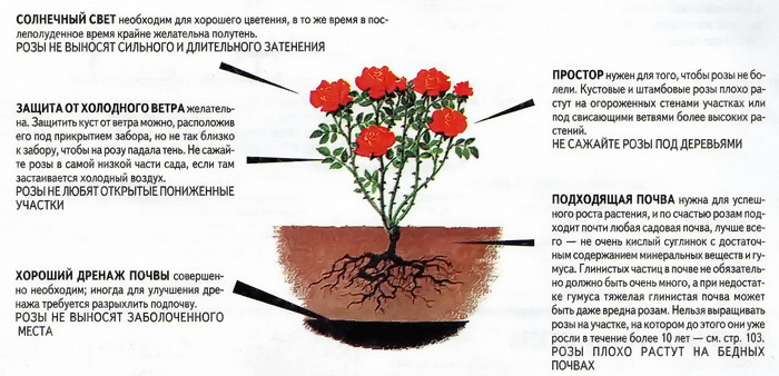 Посадка роз весной в открытый грунт: когда и как сажать