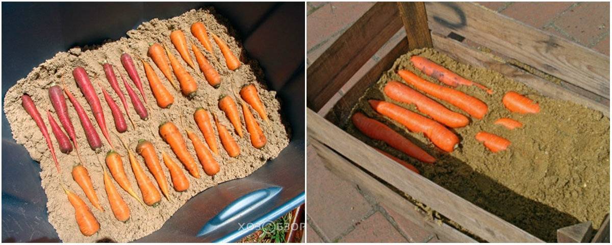 Результативные способы, как сохранить морковь в земле до весны