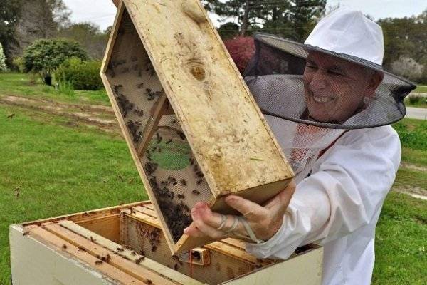 Жизнь нашей пасеки или практическое пчеловодство: о вощинном расширении пчелопакета.