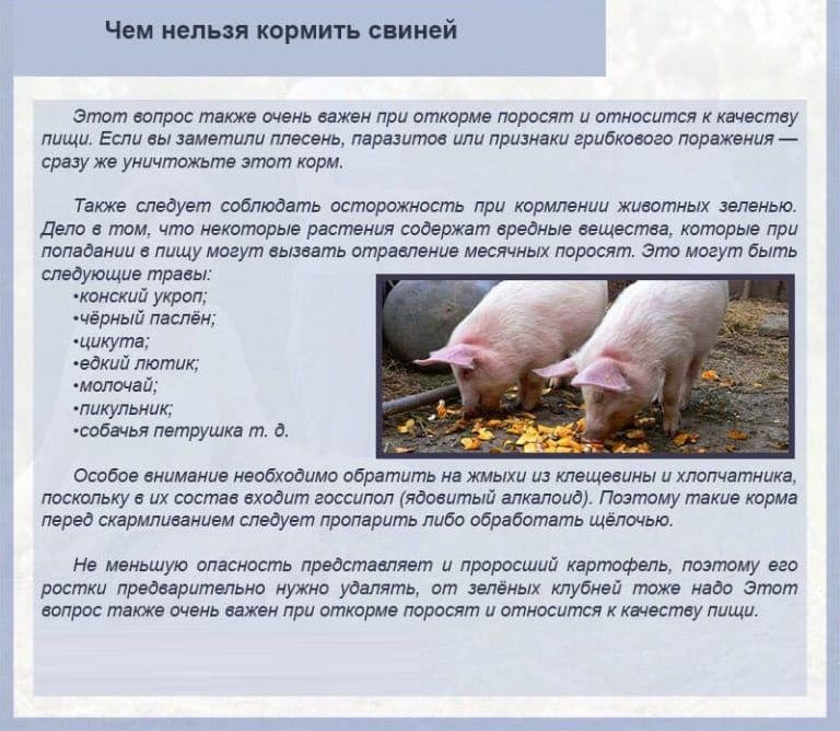 Комбикорм для свиней и поросят: виды, состав, расход, сколько съедают в день, за 6 месяцев, до убоя, как сделать своими руками
