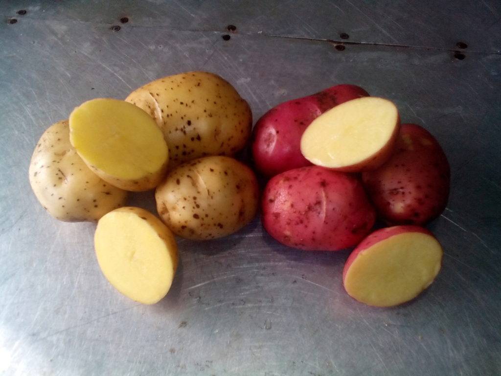 Лучшие сорта картофеля для открытого грунта. Сорт Розара и Гала. Картофель розарасеменой. Картофель Гала Розара. Сорт картофеля Розара.