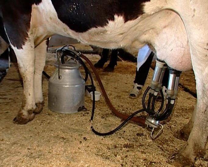 Как правильно доить корову: аппаратный и ручной методы доения, технология процесса