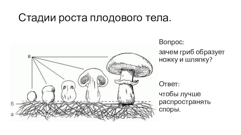 Шляпочные грибы: строение, плодовое тело, грибница | 5 класс