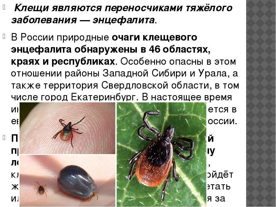 Домашние голуби: заболевания и методы их лечения