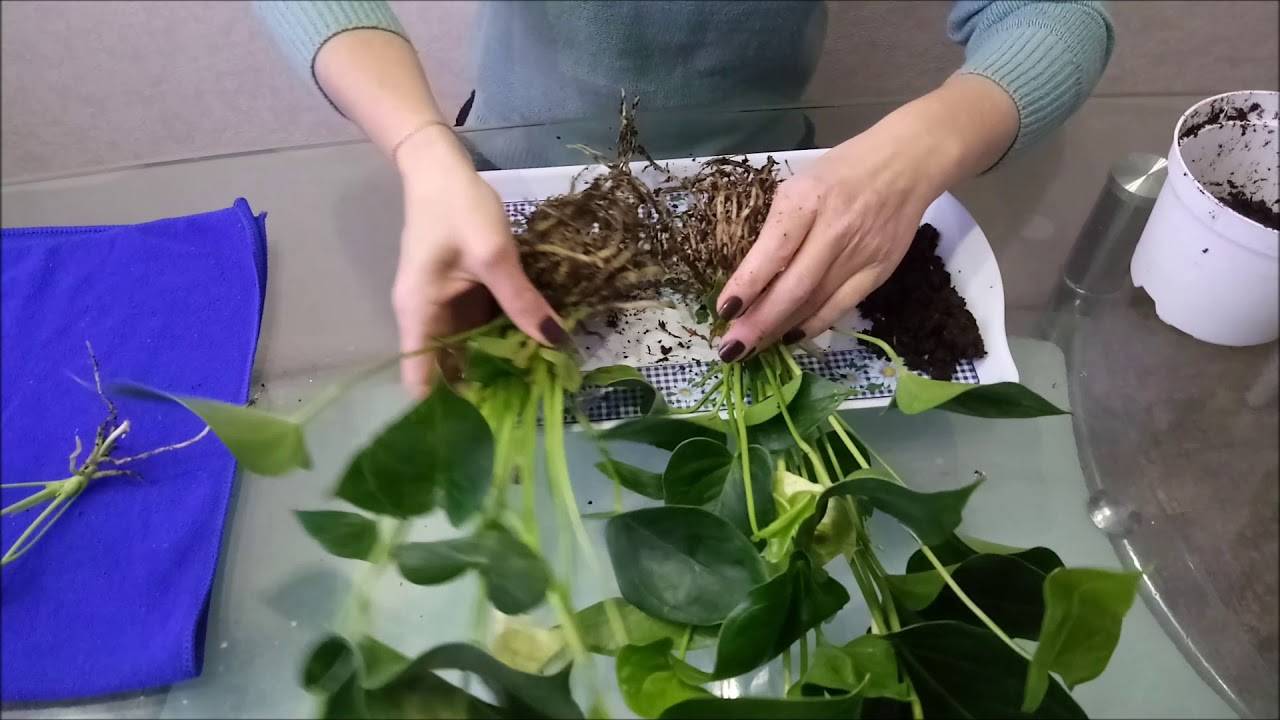 Как ухаживать за цветком антуриум (мужское счастье)