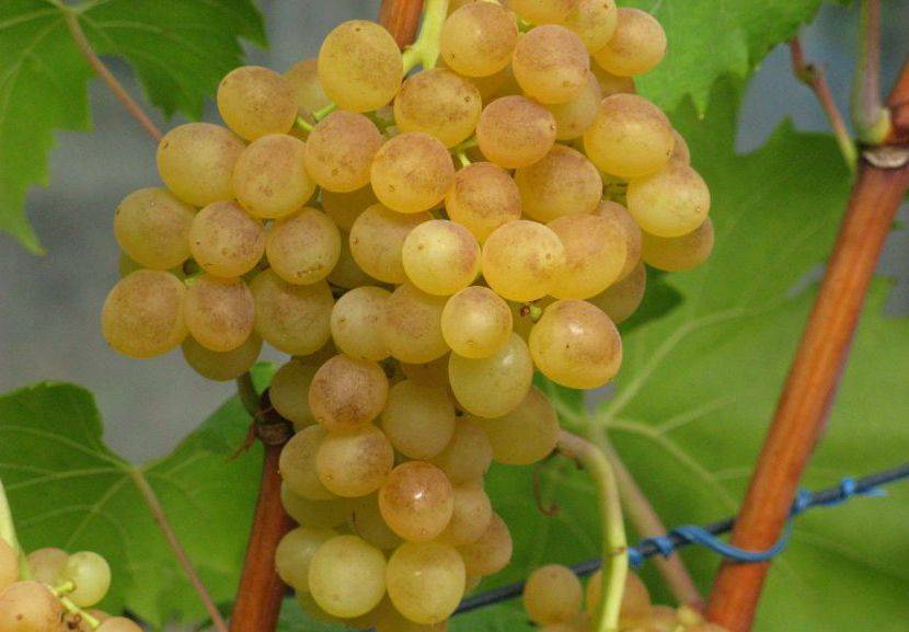 Сорт винограда кишмиш № 342