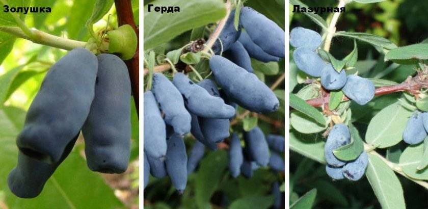 Жимолость золушка: описание сорта и характеристика ягод