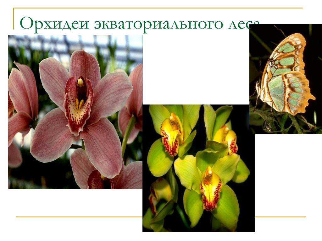 Фаленопсис дикий или дикая орхидея: подробная классификация, описание растения и фото необычных растений