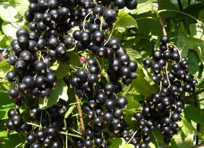 Витаминная черная смородина: самые сладкие, крупноплодные, урожайные сорта