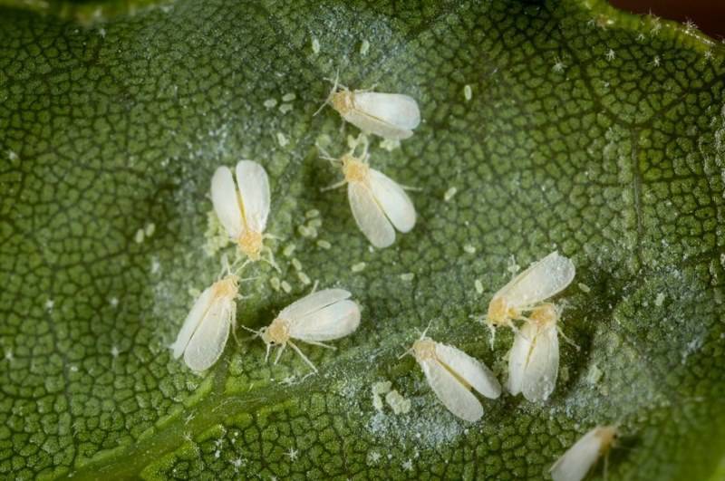 Меры борьбы с капустной молью: химические средства, эффективные народные методы борьбы