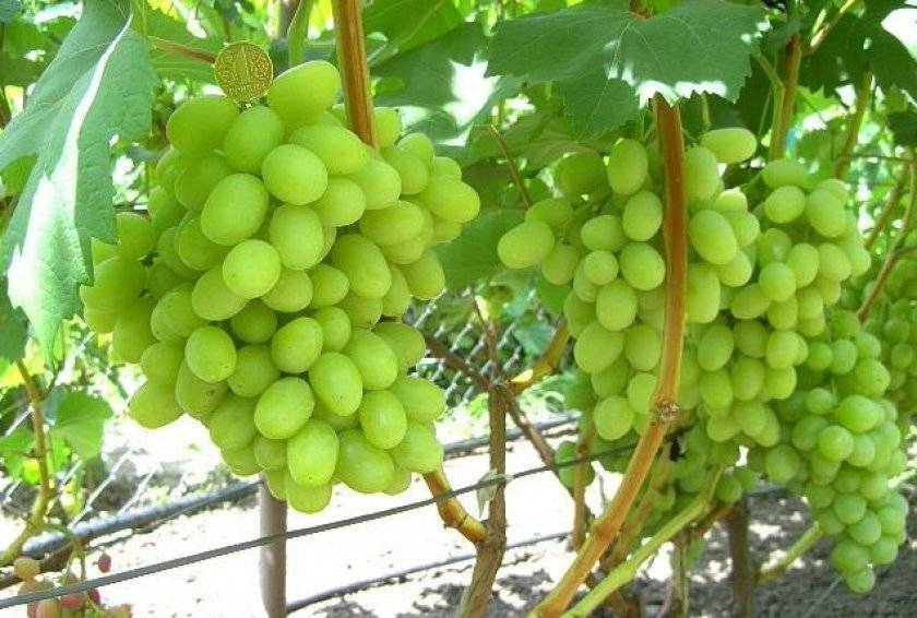 Виноград ландыш: описание сорта, выращивание и уход, фото и отзывы