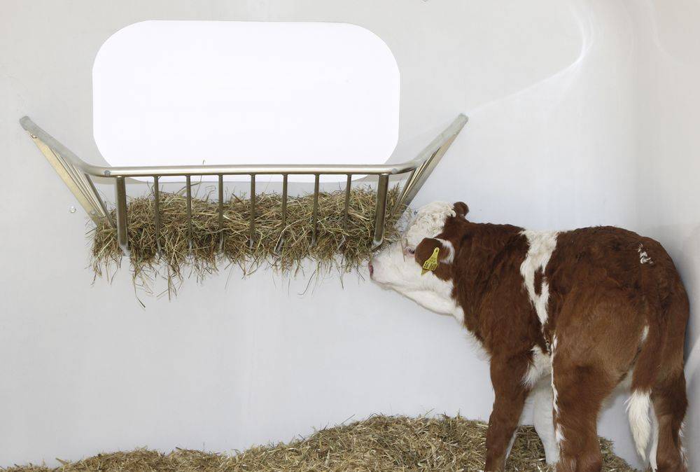 Как сделать стойло для коровы? пошаговая инструкция и обустройство