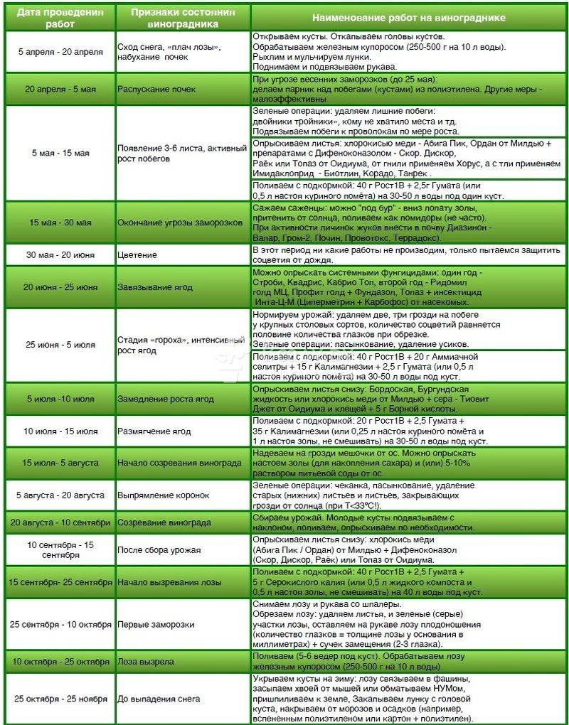 Обработка винограда от болезней и вредителей сроки обработки схема