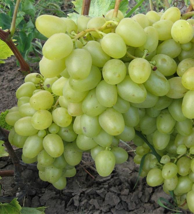 Виноград аркадия или настя: описание сорта, правила выращивания, обрезки и полива