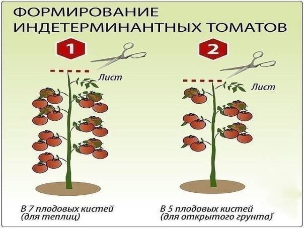 Формирование низкорослых томатов в открытом грунте схема