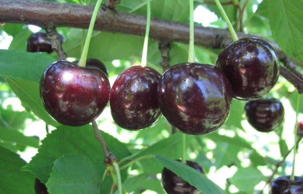 Черная вишня - описание, сорта, как посадить | огородникам инфо