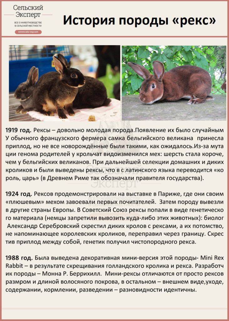 Кролик карликовый рекс: описание, разновидности, характеристики