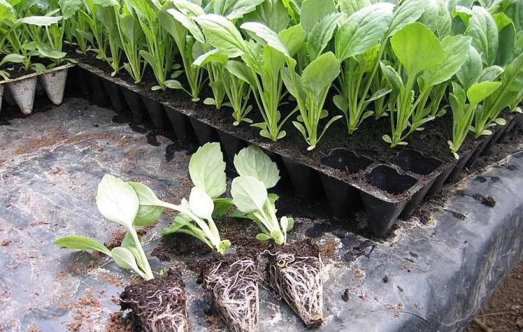 Как вырастить рассаду капусты - три лучших способа