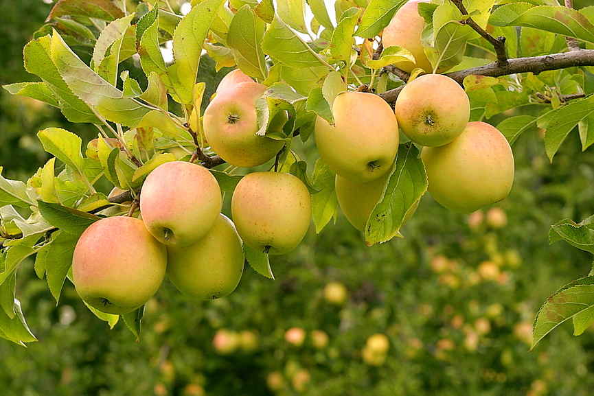 Яблоня сорта "голден делишес": описание, доcтоинства и недостатки, посадка и уход