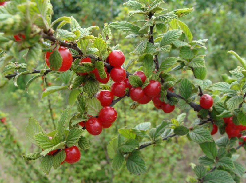 Войлочные вишни: популярные сорта; особенности посадки, ухода и размножения + фото и видео
