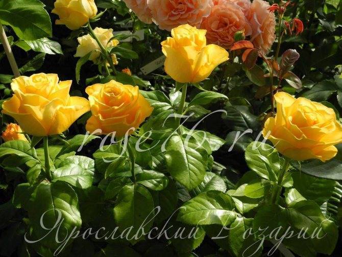 Керио роза - описание сорта, рекомендации по выращиванию и уходу | розоцвет