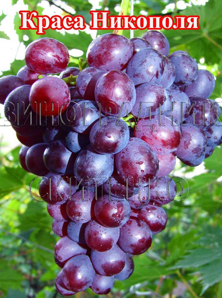 Виноград плодовый краса никополя