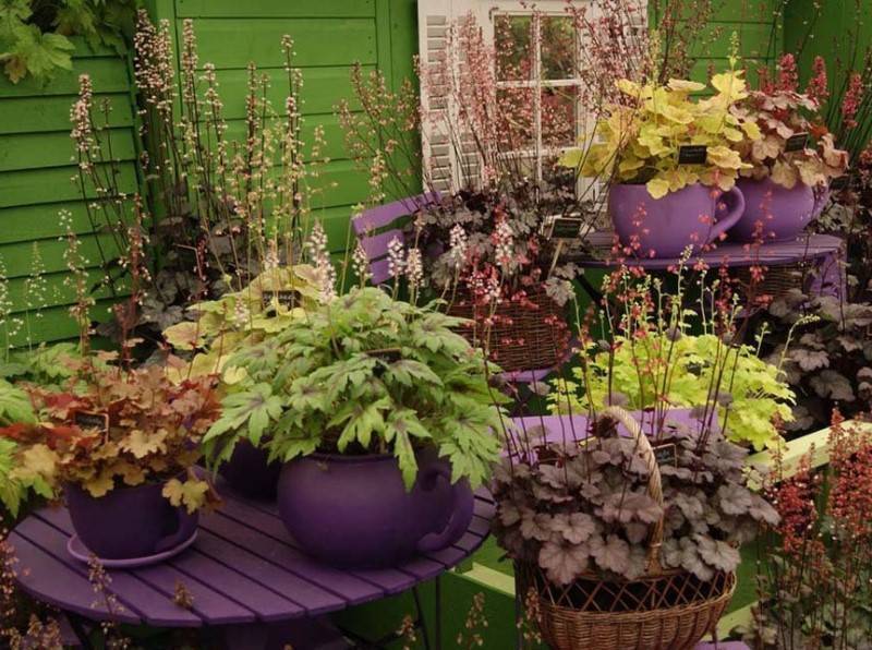 Можно ли выращивать гейхеру как комнатное растение?