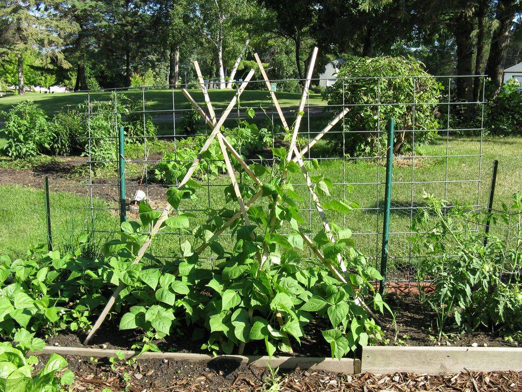 Фасоль спаржевая — выращивание и уход