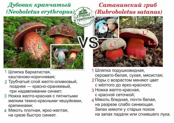 Сатанинский гриб: описание, где растет, насколько опасен?